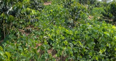 Gakenke: How Mucuna cover crops Are transforming coffee farming