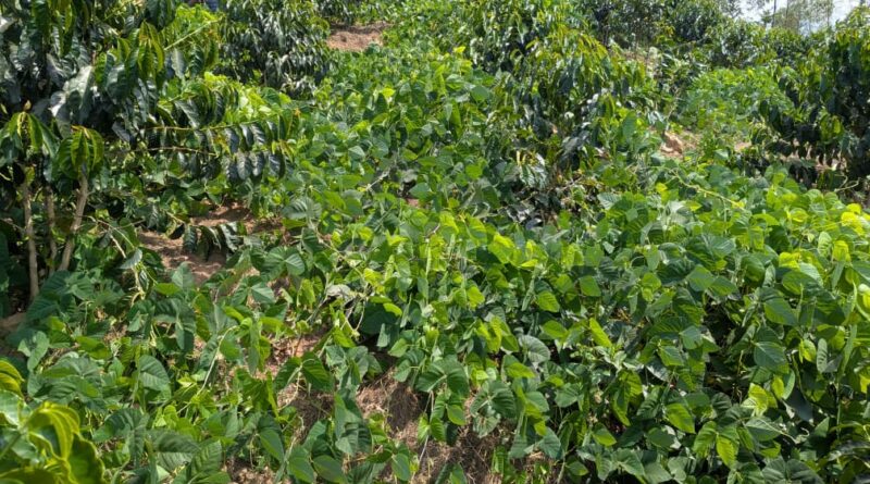 Gakenke: How Mucuna cover crops Are transforming coffee farming