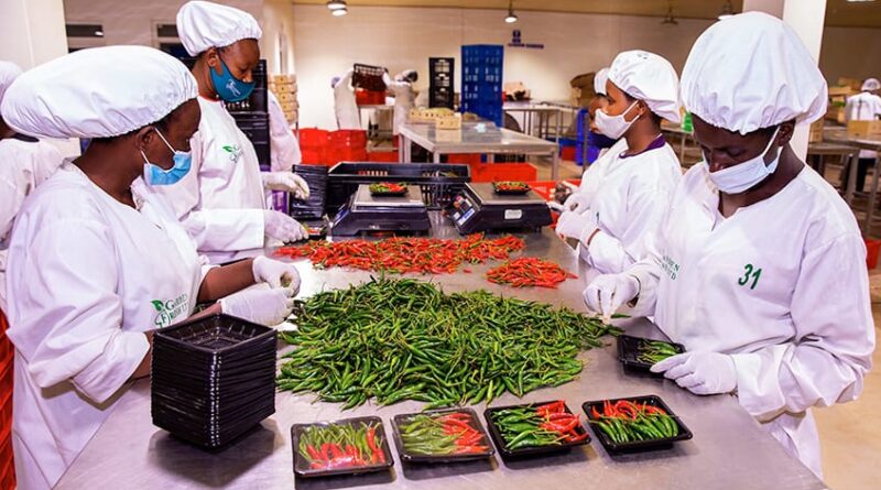 Rwanda Earns Over RWF 11.8 Billion from Agricultural Exports in Just Five Days Rwanda Earns Over RWF 11.8 Billion from Agricultural Exports in Just Five Days